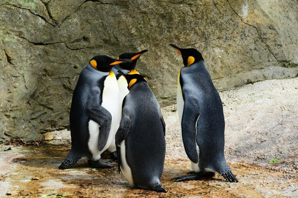 king-penguins-384252_1920